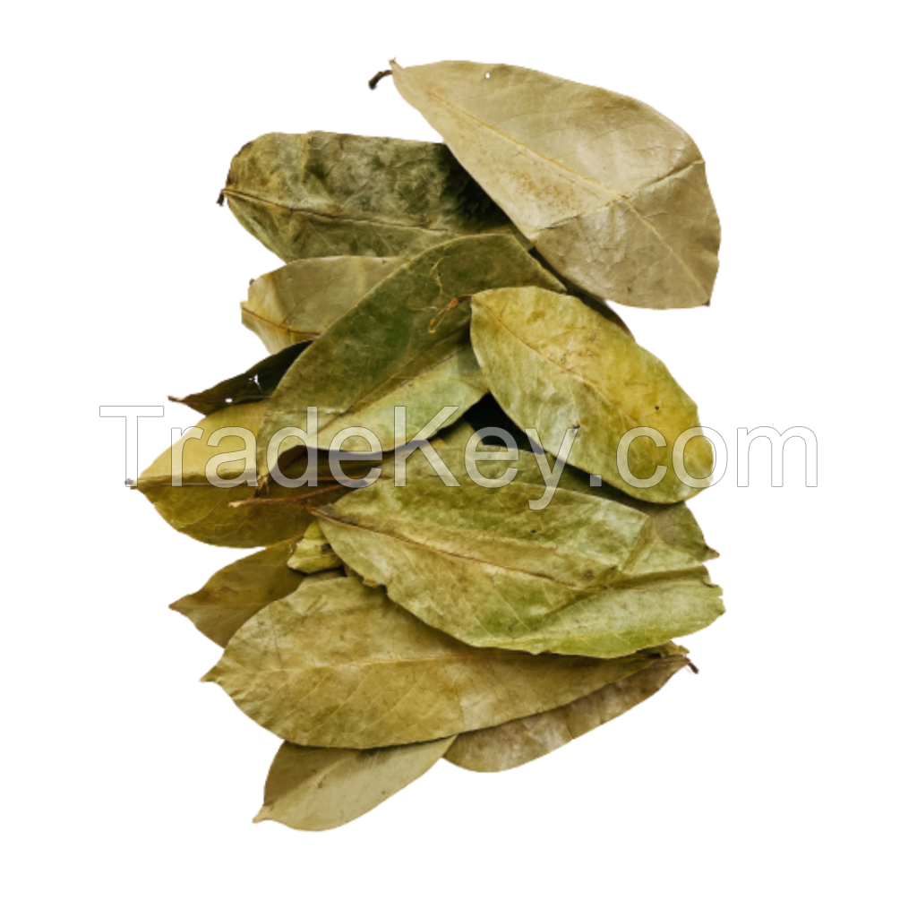 Organic Herbal Dried Soursop Leaf / Graviola Leaves - Natural Herb From Vietnam/ MS. Selena +84 906 086 094