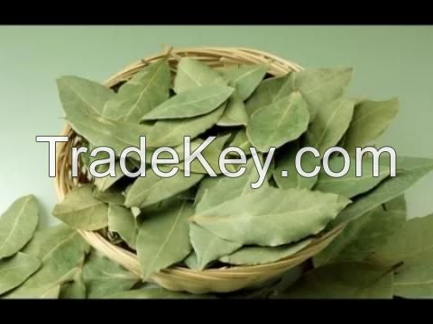 Vietnam Natural Herbal Dried Soursop Leaf / Graviola Leaves - Natural Herb / MS. GINA +84 347 436 085