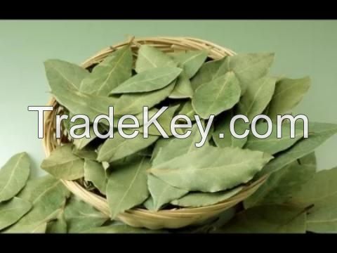 Vietnam Organic Herbal Dried Soursop Leaf / Graviola Leaves - Natural Herb/ MS. Selena +84 906 086 094
