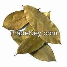 Provider Organic Dried Soursop Leaf / Graviola Leaves - Natural Herb From Vietnam/ MS. Selena +84 906 086 094