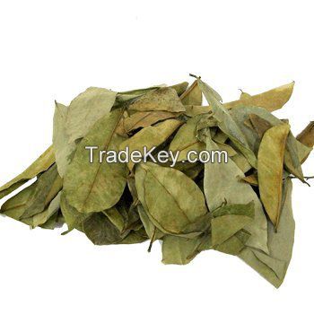 Vietnam Organic Herbal Dried Soursop Leaf / Graviola Leaves - Natural Herb/ MS. Selena +84 906 086 094