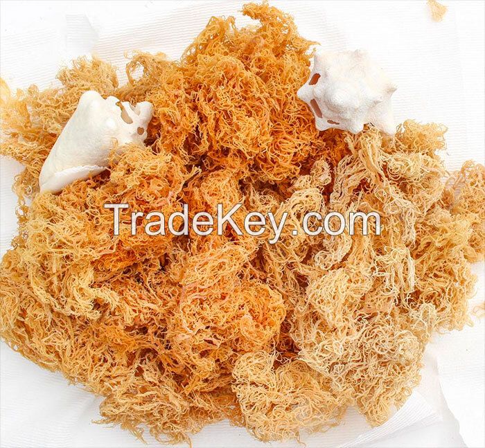 SEA MOSS from VIETNAM | HIGH QULITY | A GIFT FROM NATURE VIETNAM | GOOD PRICE 