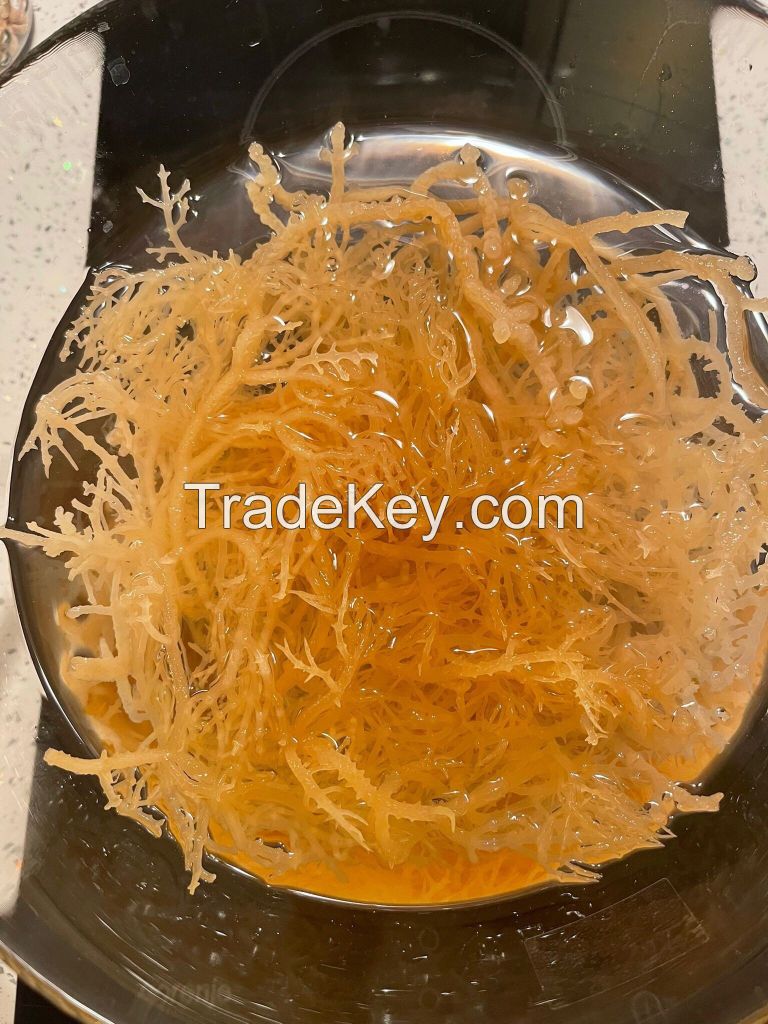 SEA MOSS from VIETNAM | HIGH QULITY | A GIFT FROM NATURE VIETNAM | GOOD PRICE