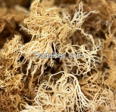 SEA MOSS from VIETNAM | HIGH QULITY | A GIFT FROM NATURE VIETNAM | GOOD PRICE 