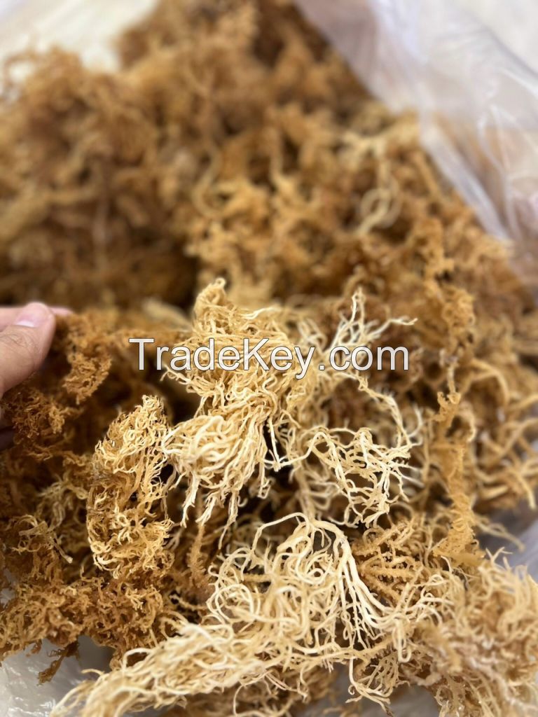 SEA MOSS from VIETNAM | HIGH QULITY | A GIFT FROM NATURE VIETNAM | GOOD PRICE 