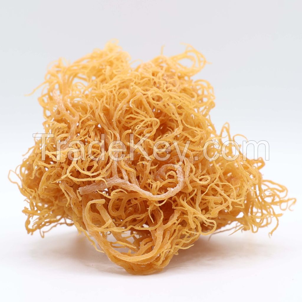 SEA MOSS from VIETNAM | HIGH QULITY | A GIFT FROM NATURE VIETNAM | GOOD PRICE