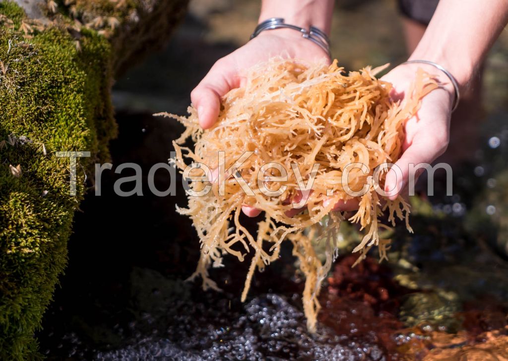 Natural Sea Moss From Vietnam Supplier/ Irish Moss Sea Moss Origin Ninh Thuan, Vietnam/ Stella 