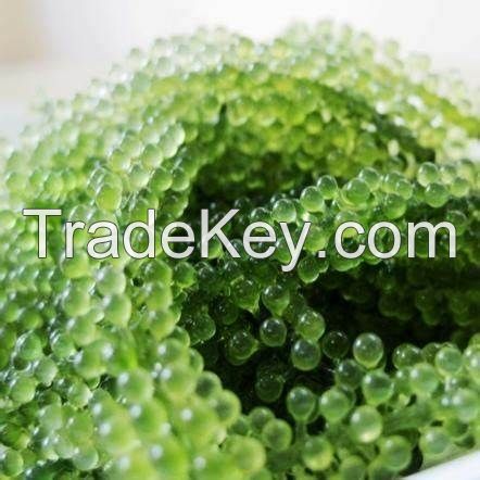THE BEST PRICE - DEHYDRATED FRESH SEA GRAPES 100% NATURAL SEAWEEDS FROM VIETNAM WITH HIGH QUALITY AND DELICIOUS/ Ms. Stella +84345057499
