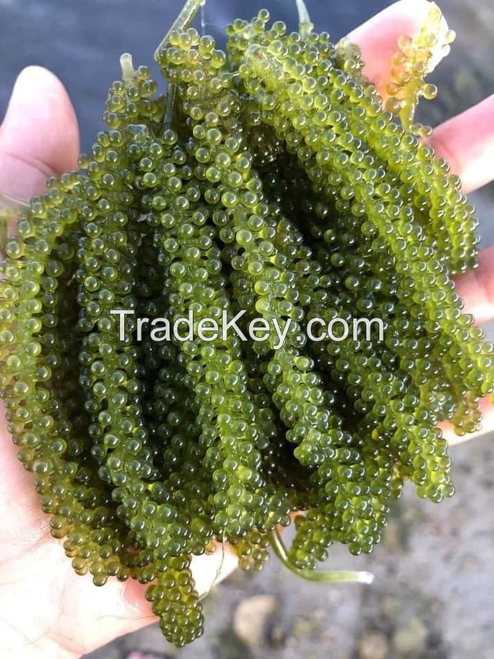 THE BEST PRICE - DEHYDRATED FRESH SEA GRAPES 100% NATURAL SEAWEEDS FROM VIETNAM WITH HIGH QUALITY AND DELICIOUS/ Ms. Stella +84345057499