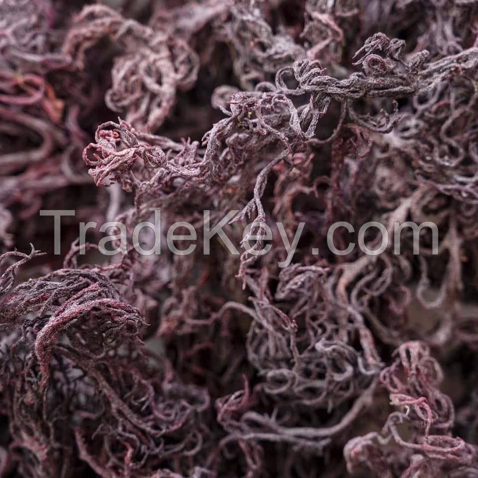 TOP QUALITY 2023 100% NATURAL SEA MOSS From VIETNAM FACTORY WITH BEST PRICE ORIGIN NINH THUAN PROVINCE/ Ms. Stella
