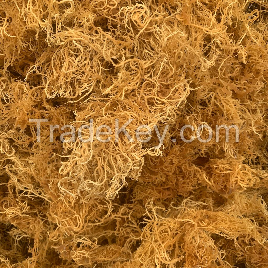 SEA MOSS/ IRISH MOSS FROM VIETNAM/ A GIFT NATURE OF VIETNAM/ Ms.Stella