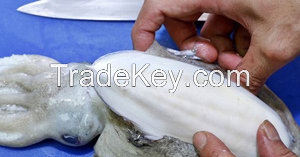 Cuttlefish Bone I TOP quality from VietNam I The gift for your birds