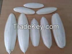 Cuttlefish Bone I TOP quality from VietNam I The gift for your birds