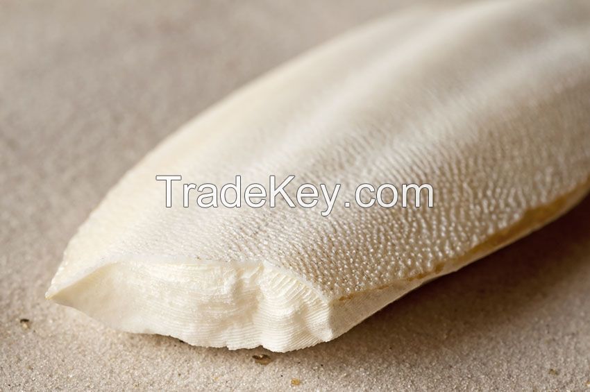 Cuttlefish Bone I TOP quality from VietNam I The gift for your birds