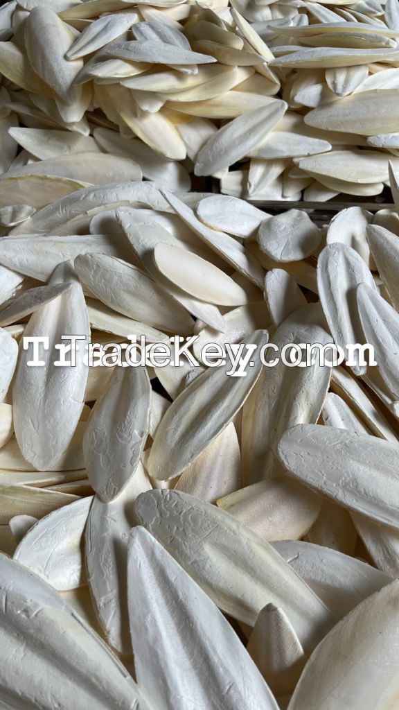 TOP QUALITY from VIETNAM I Cuttlefish Bone