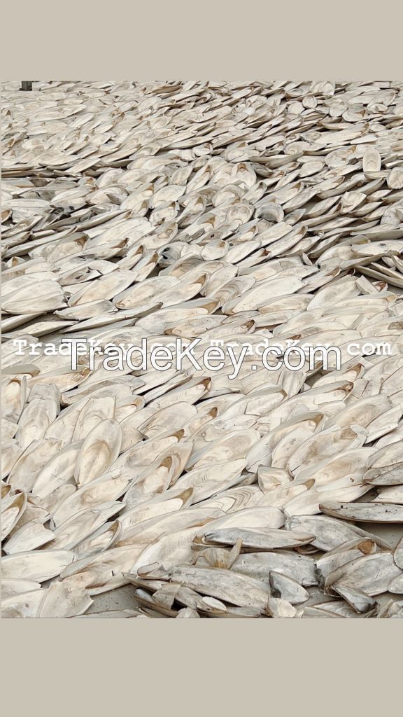 TOP QUALITY from VIETNAM I Cuttlefish Bone