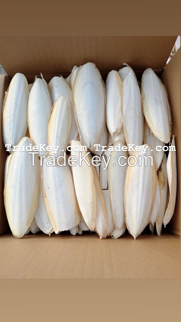 TOP QUALITY from VIETNAM I Cuttlefish Bone