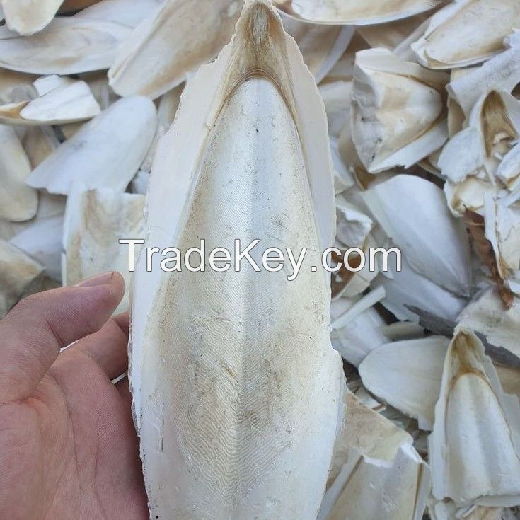 HOT I Cuttlefish Bone I TOP quality from VietNam I BEST SELLER 2023