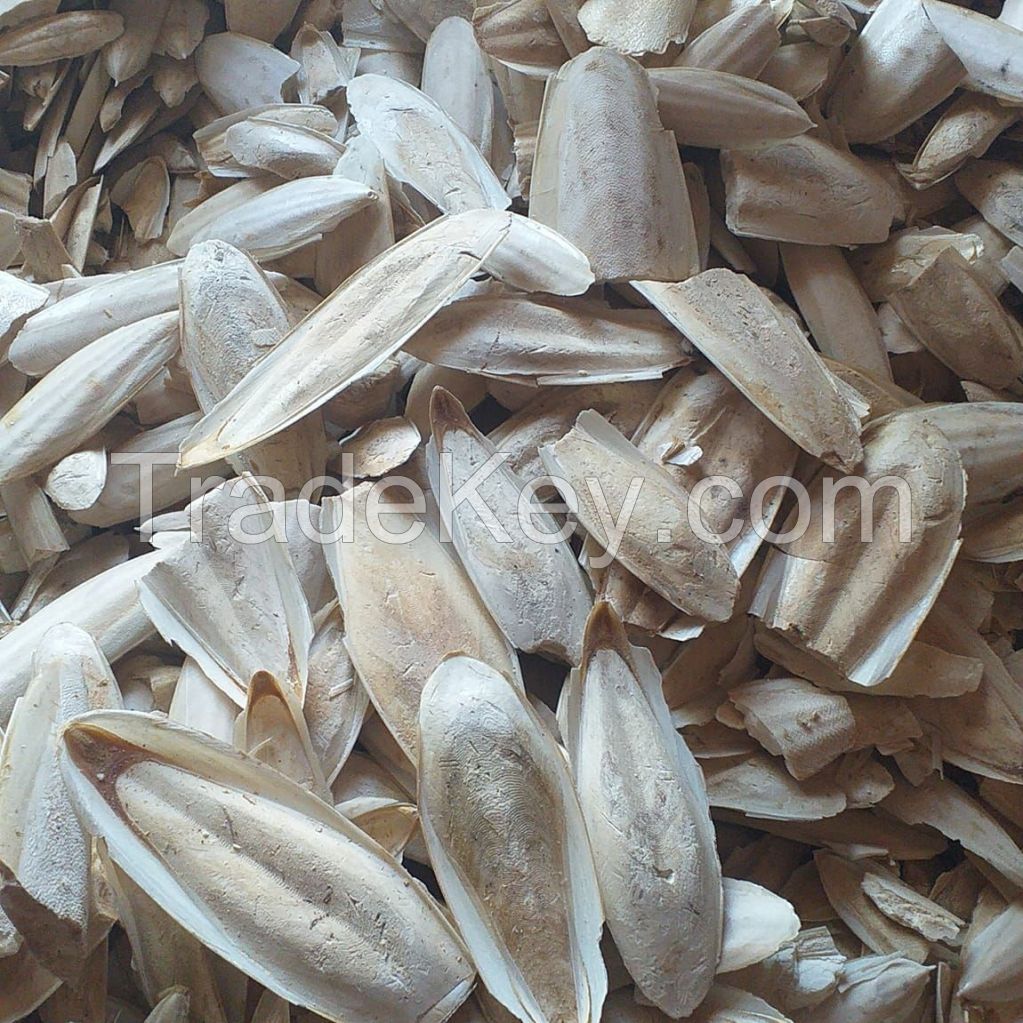 HOT I Cuttlefish Bone I TOP quality from VietNam I BEST SELLER 2023