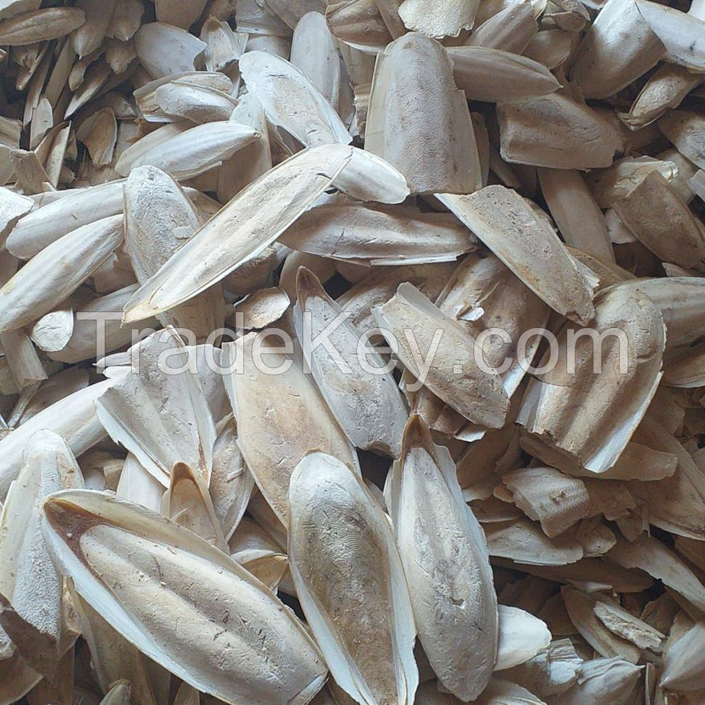 LOWEST PRICE I Cuttlefish Bone I TOP quality from VietNam I BEST SELLER 2023 2023