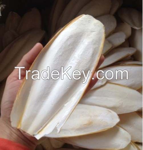 Dried Cuttlefish bone/ sepia /Cuttlebone/Cuttlefish Bone/Hai Piao Xiao// Ms. Helen Vietdelta