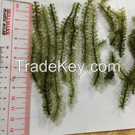 High quality sea grapes from Vietnam/ dried yellow sea grapes for sale - Ms. Helen