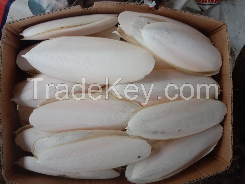 BEST GRADE Premium Cuttlebone Of Vietnam/Cuttles/Cuttlefish Bone/Hai Piao Xiao
