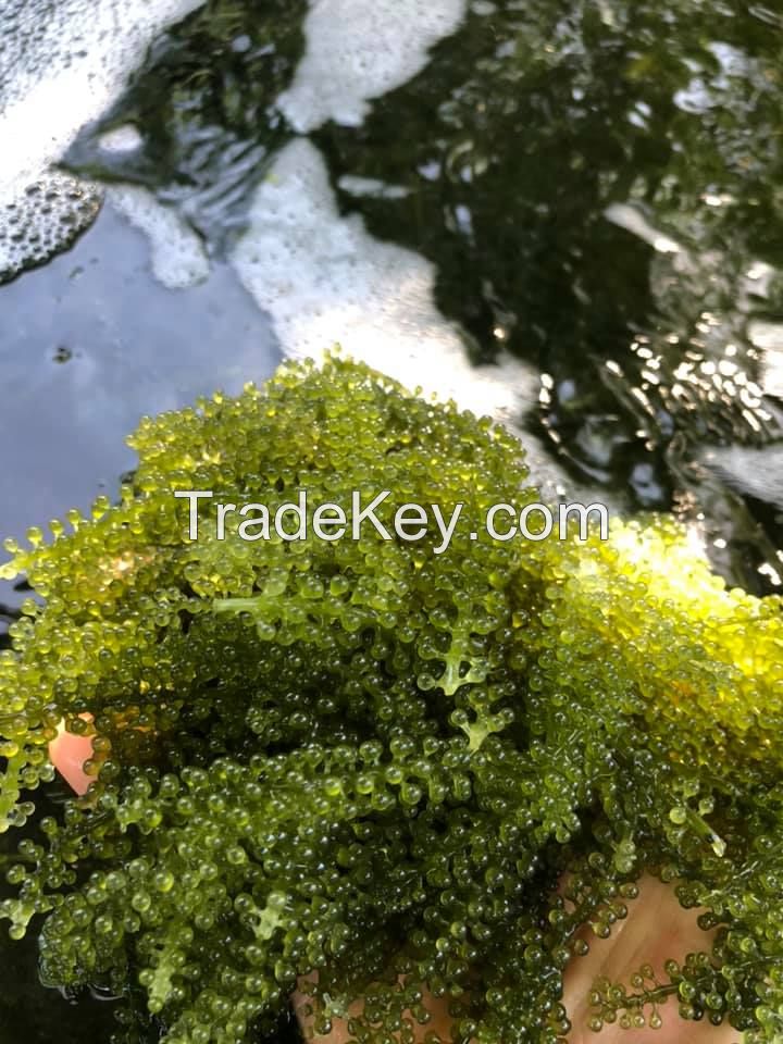 High quality sea grapes from Vietnam/ dried yellow sea grapes for sale - Ms. Helen 
