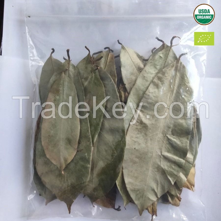 Soursop leaves/ Graviola leaves to process tea from Vietnam // Ms. Serene