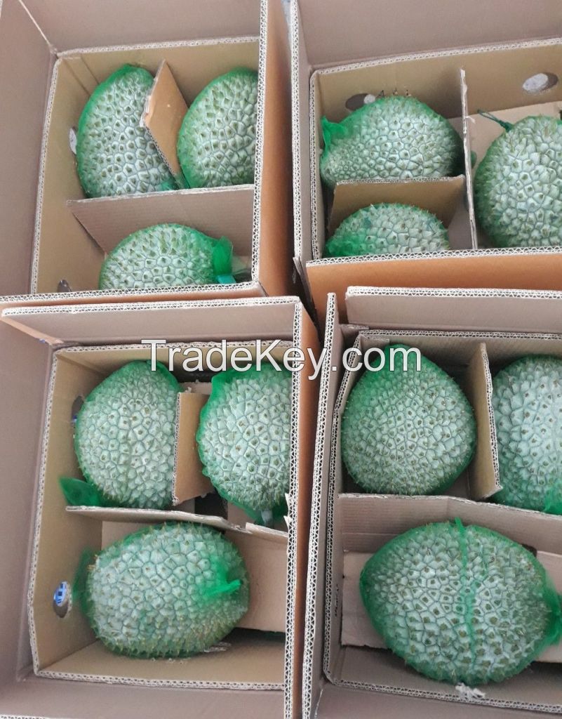 FROZEN AND FRESH DURIAN FRUIT FROM VIETNAM ( WHOLE/SEGEMNT) // Ms. Helen +84 848903006