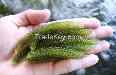 Dehydrated Sea Grapes Green Caviar High Quality Best Price From Viet Nam / Ms. Serene