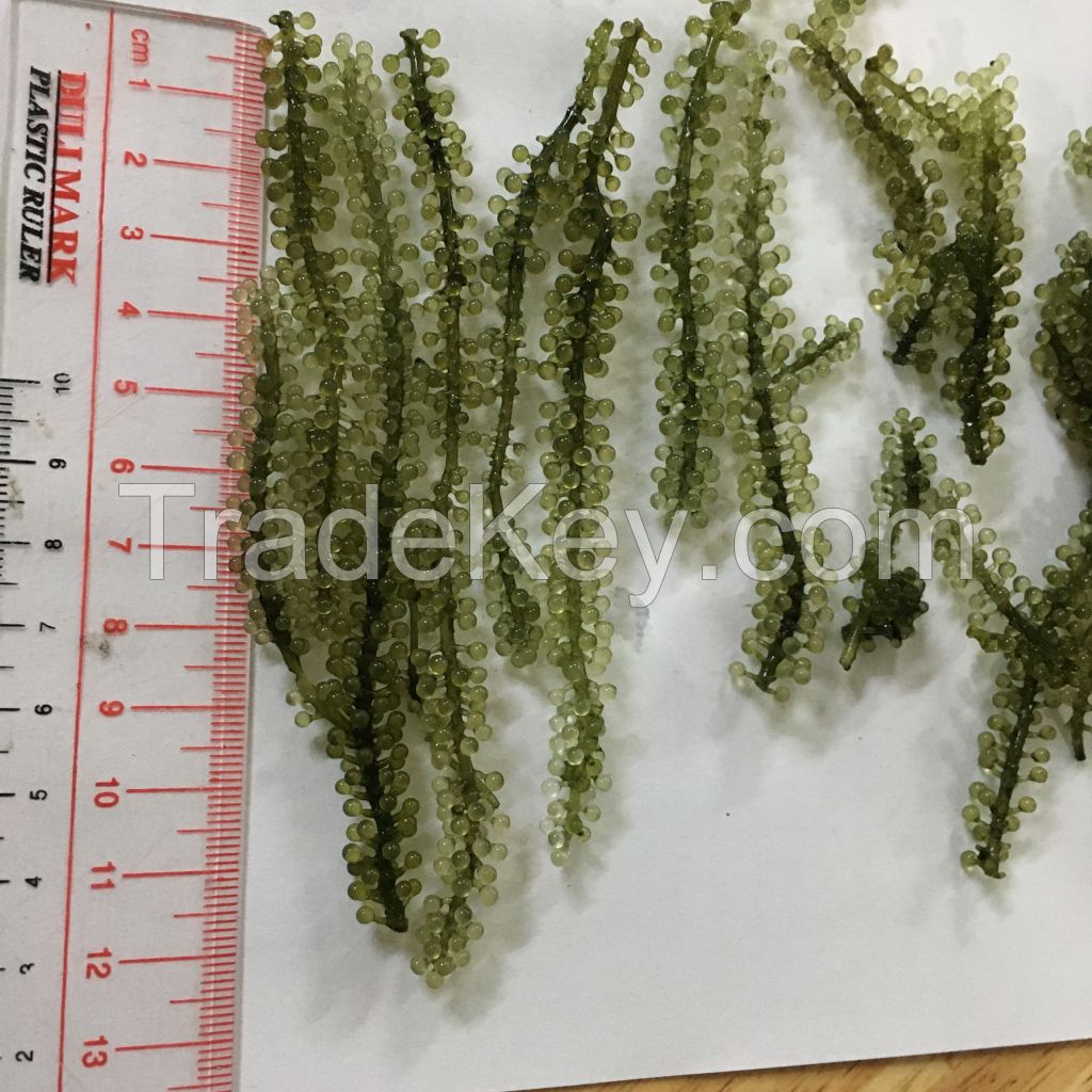 Dehydrated Sea Grapes Green Caviar High Quality Best Price From Viet Nam / Ms. Serene