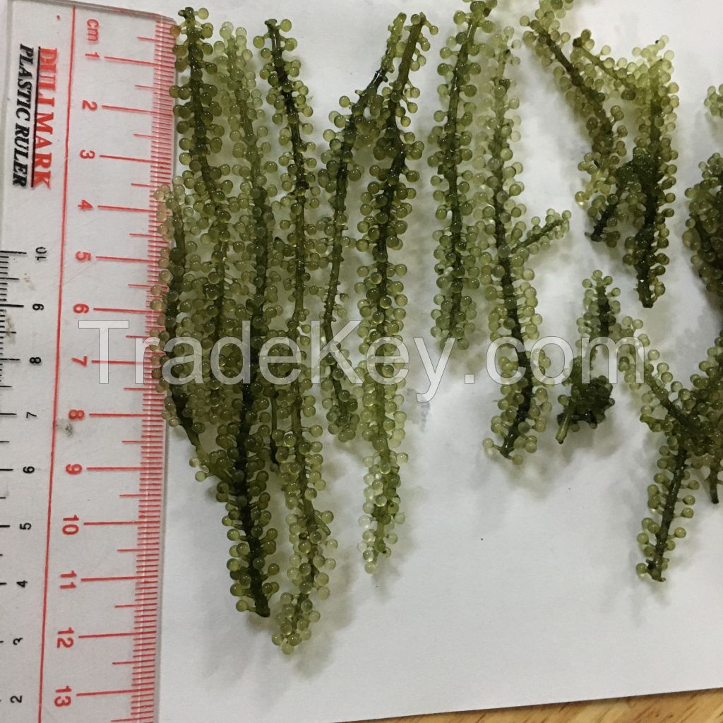 Dehydrated Sea Grapes Seaweed High Quality Best Price From Viet Nam / Ms. Serene +84582301365