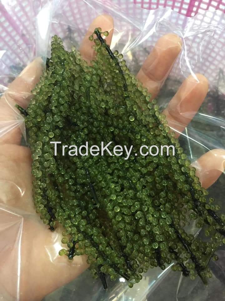 Dehydrated Sea Grapes Green Caviar High Quality Best Price From Viet Nam / Ms. Serene