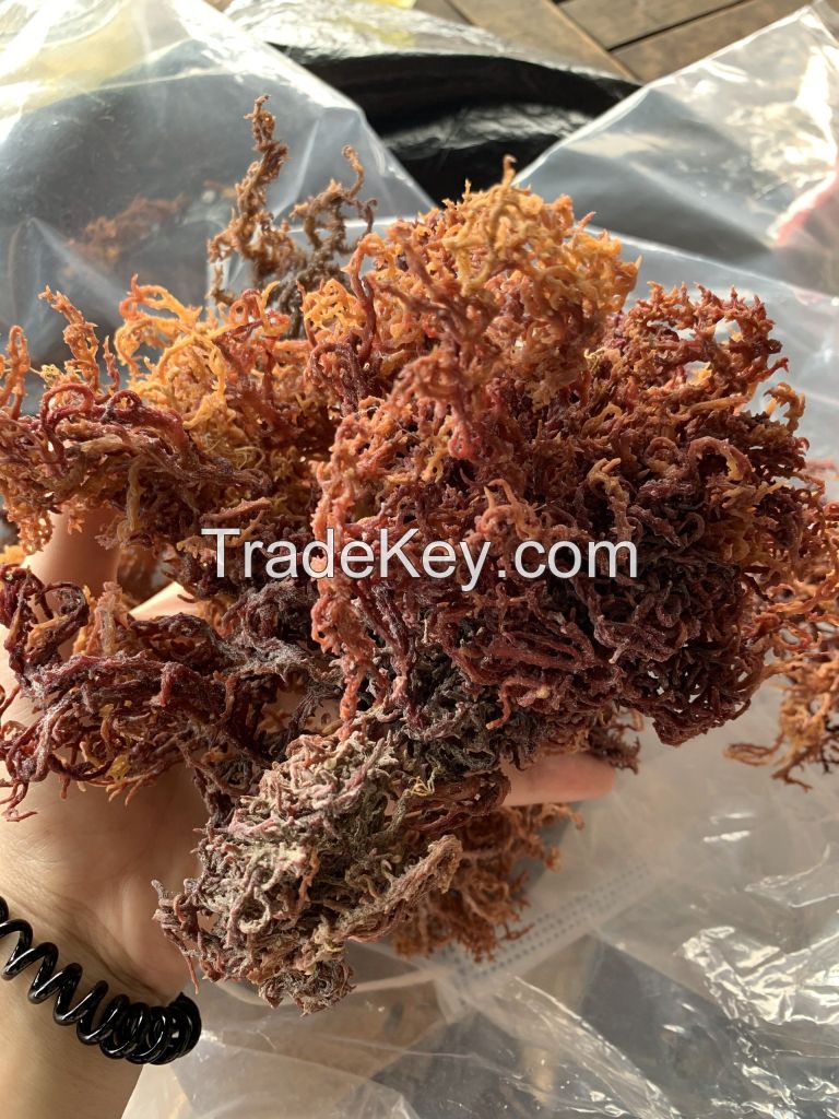 DRIED GOLDEN SEA MOSS PURPLE SEA MOSS SEAWEED HIGH QUALITY FROM VIETNAM