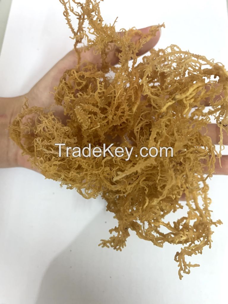 DRIED NATURAL SEA MOSS PURPLE SEA MOSS SEAWEED HIGH QUALITY FROM VIETNAM