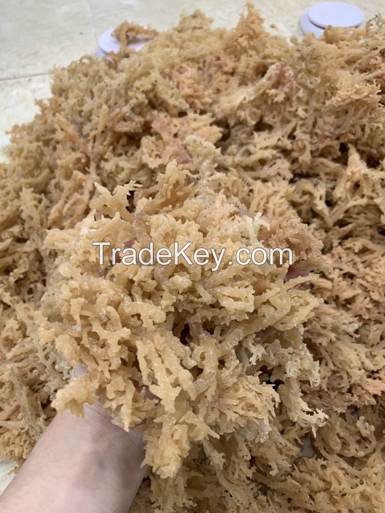 DRIED GOLDEN SEA MOSS PURPLE SEA MOSS SEAWEED HIGH QUALITY FROM VIETNAM