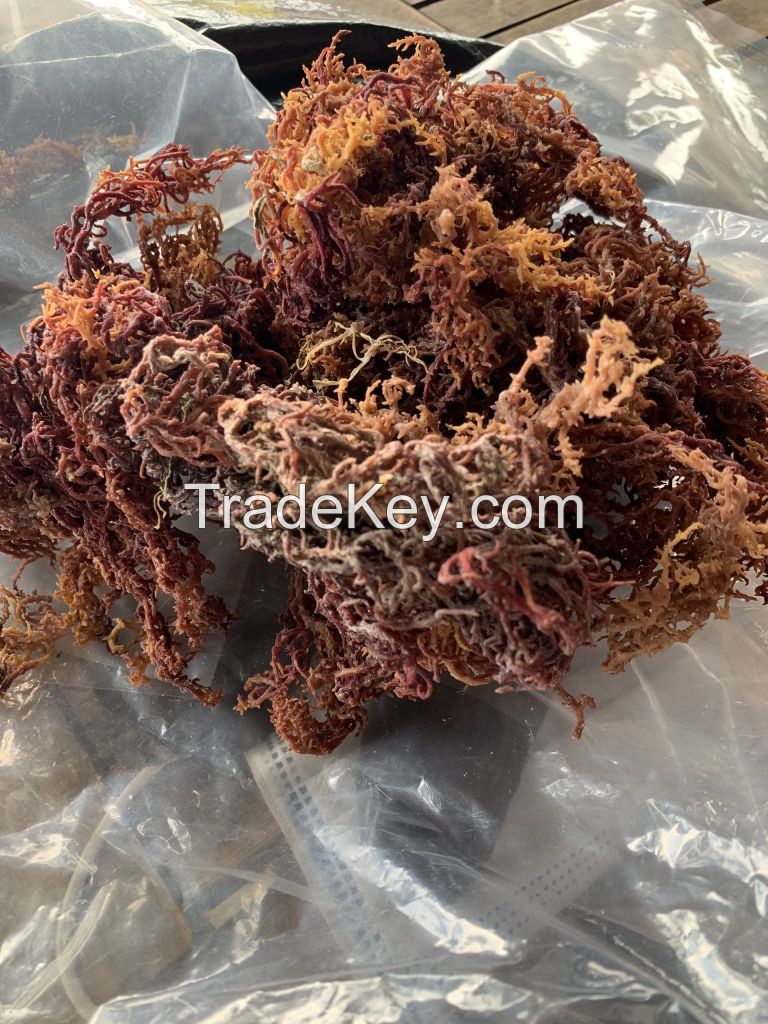 DRIED NATURAL SEA MOSS PURPLE SEA MOSS SEAWEED HIGH QUALITY FROM VIETNAM/Ms. Julie +84767799825