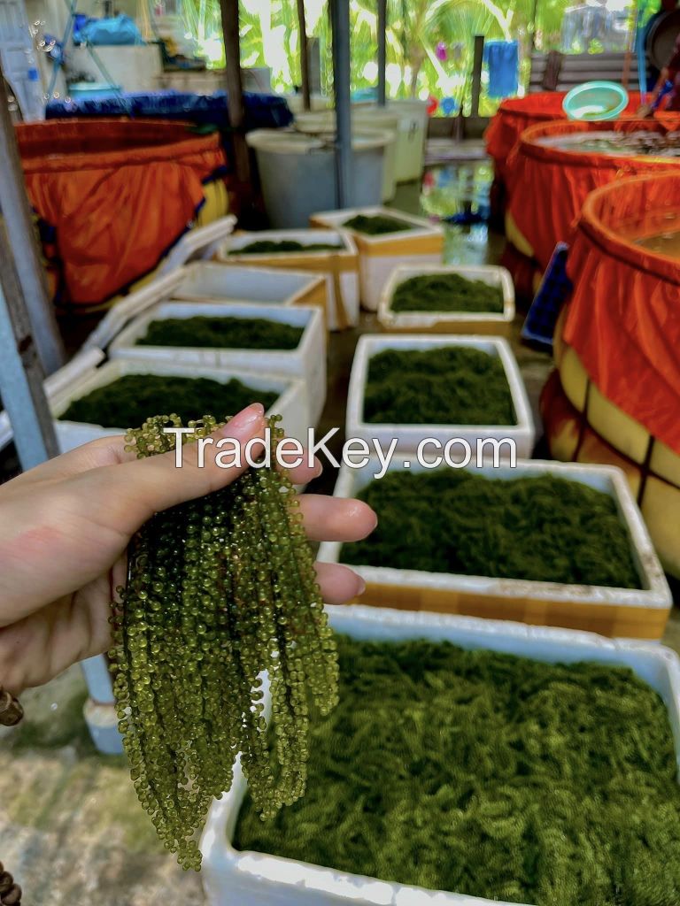 Hot Selling Dehydrated Sea Grapes Marinated In Salt Water