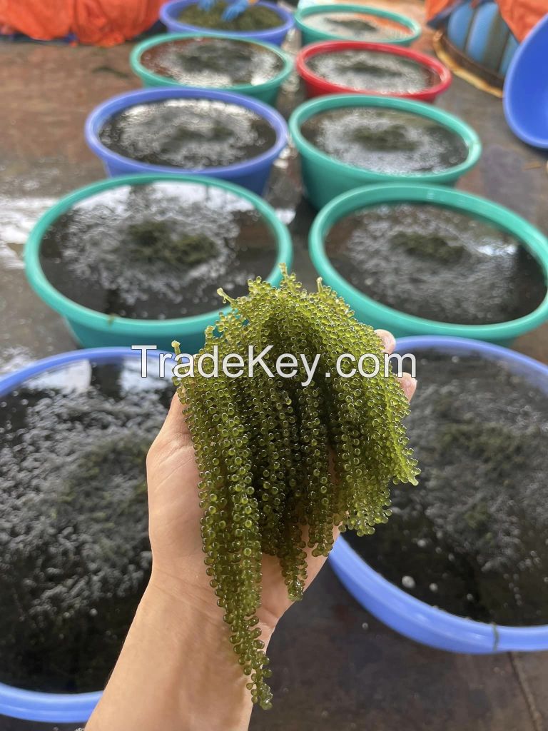 Hot Selling Dehydrated Sea Grapes Marinated In Salt Water