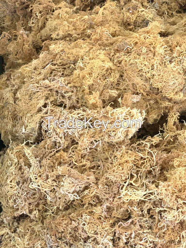 Sea Moss with high quality +84944439979 Brian ( whatsapp)