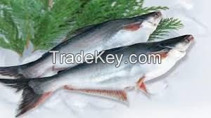 Frozen Pangasius