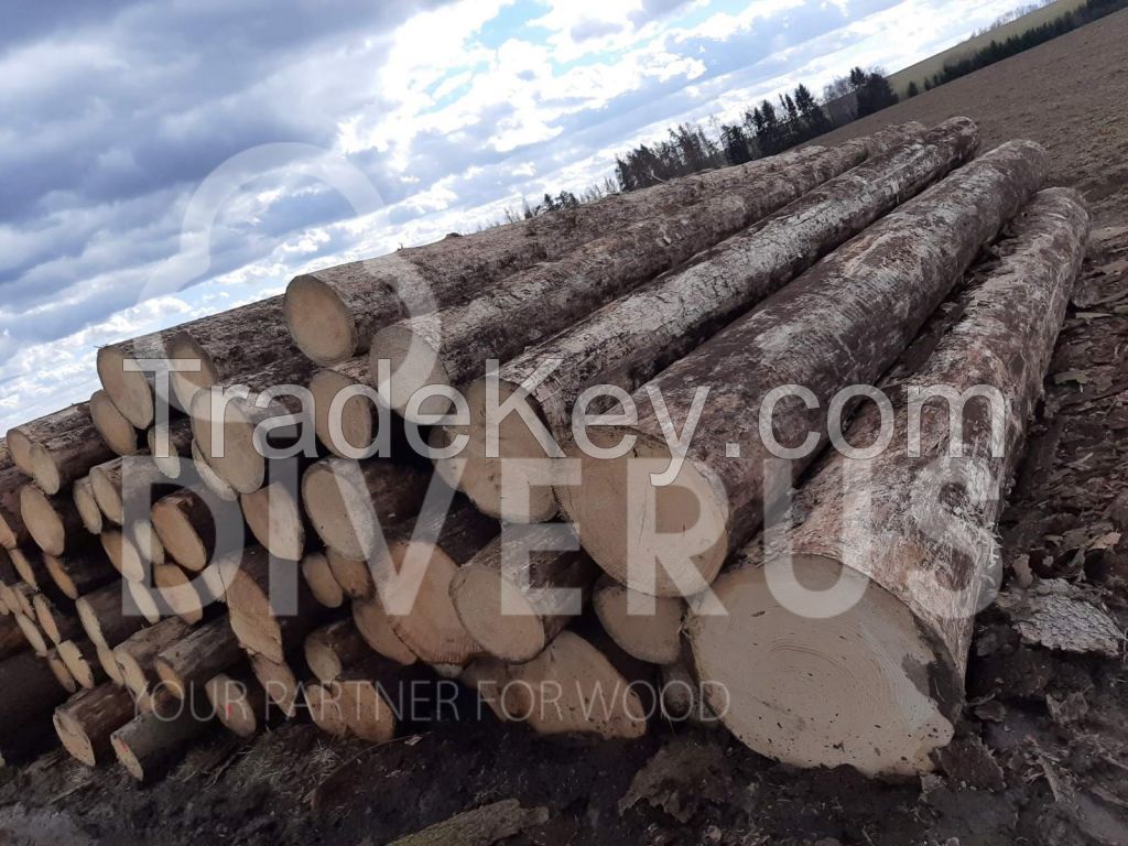 Spruce logs