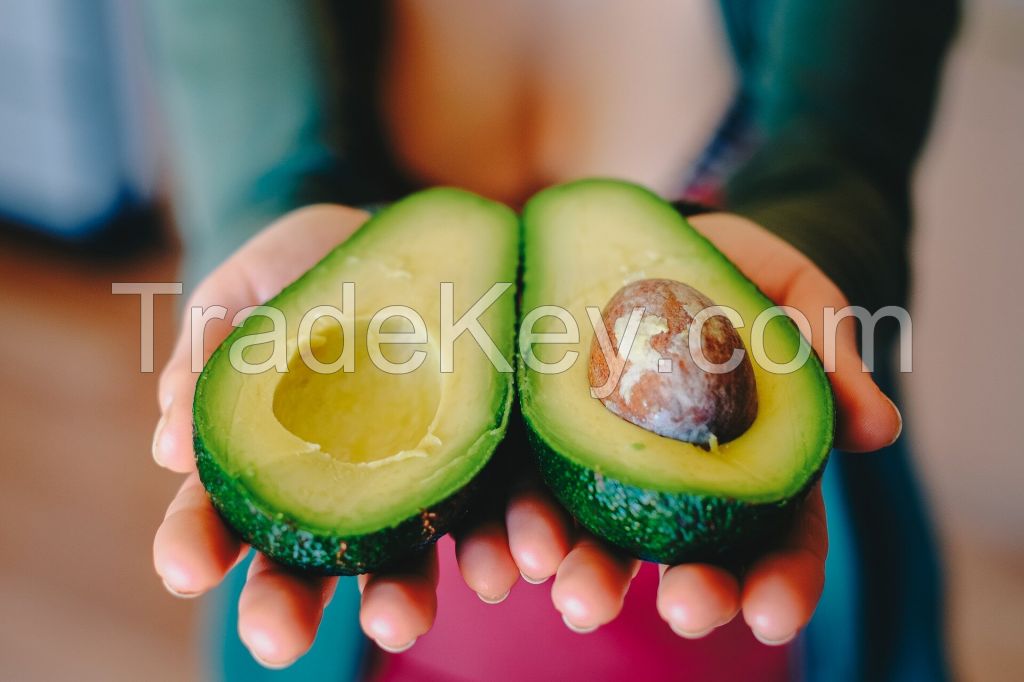 Freshly Harvested Avocado