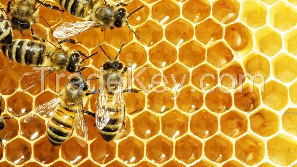 Bulk Raw Honey Freshly Harvest