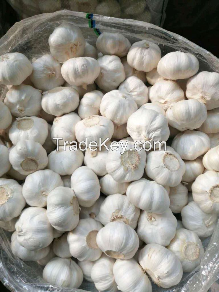 Fresh White Galic /Red Garlic