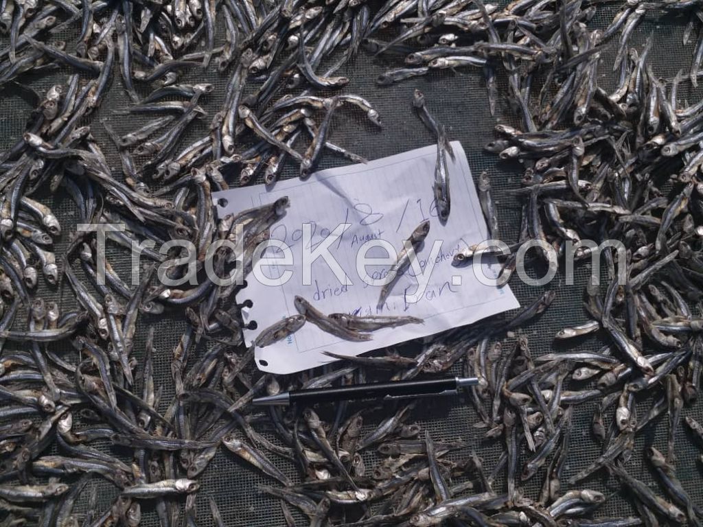 dried anchovy(sprats)