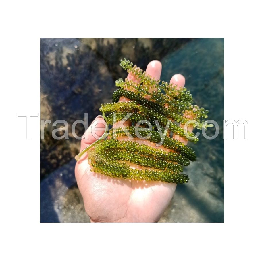 Umibudo sea grapes vietnam good price canivar sea grapes