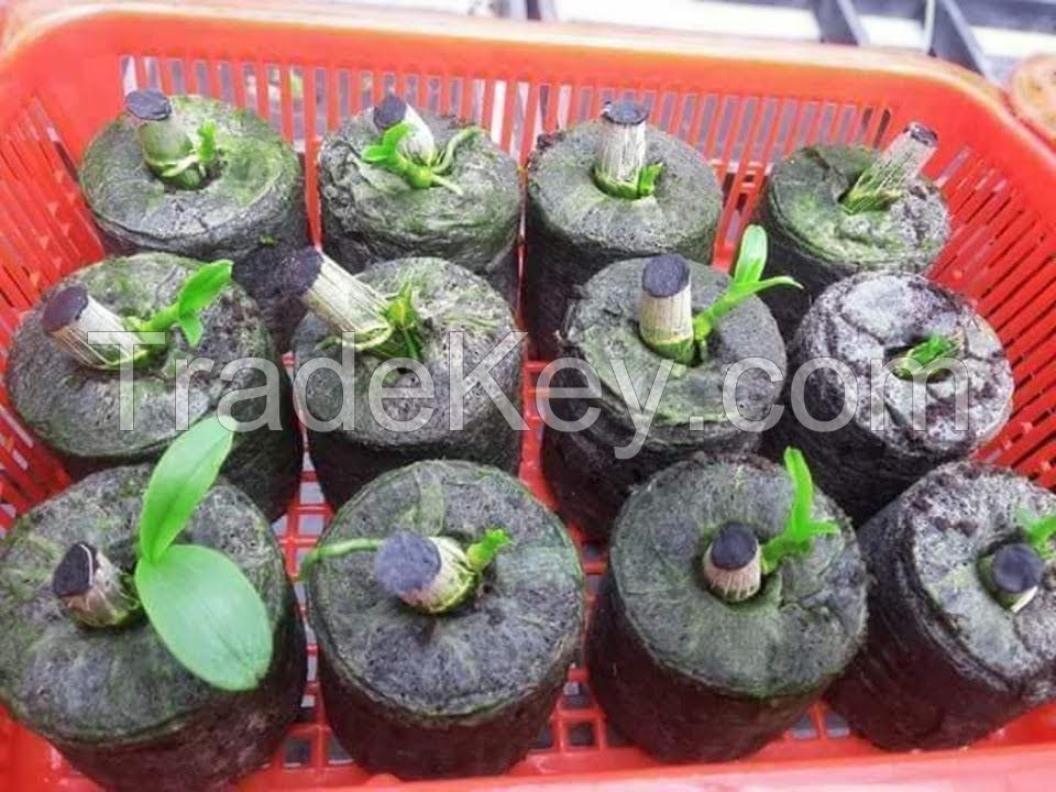 Coir pellets coir jiffy pellets for plants garden cheap price