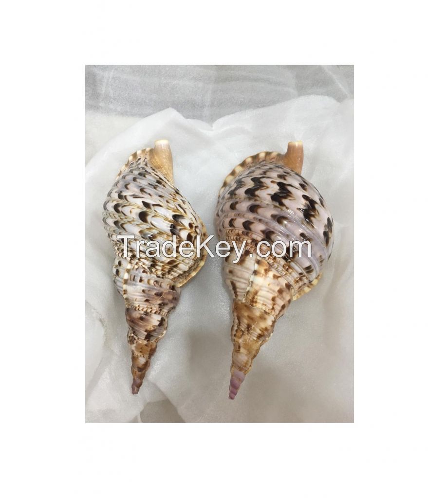 Triton seashell big size seashell triton queen conch shell
